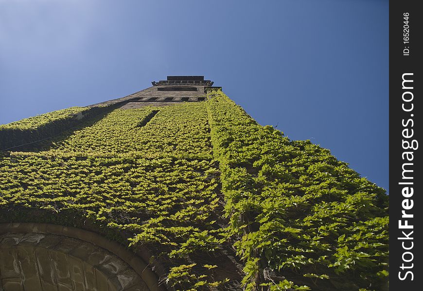 Green ivy on church tower in boston massachusetts