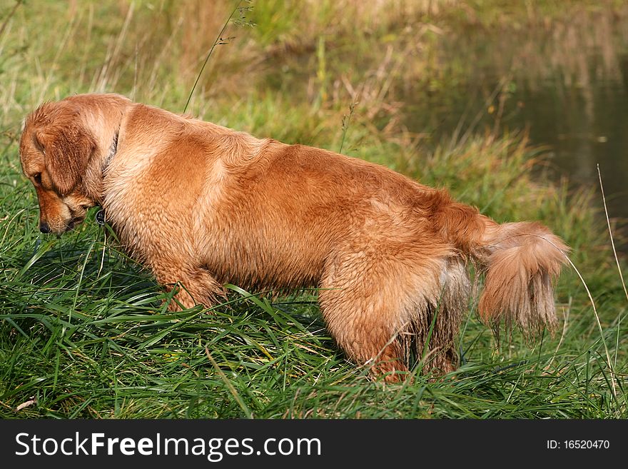 Golden Retriever hunting near pond in afternoon sun