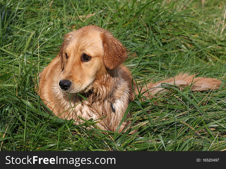 Golden Retriever laying in grass after a swim in afternoon sun