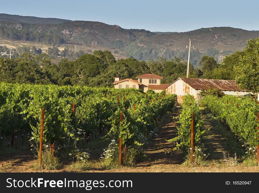 Landscape of a winey in the napa valley. Landscape of a winey in the napa valley