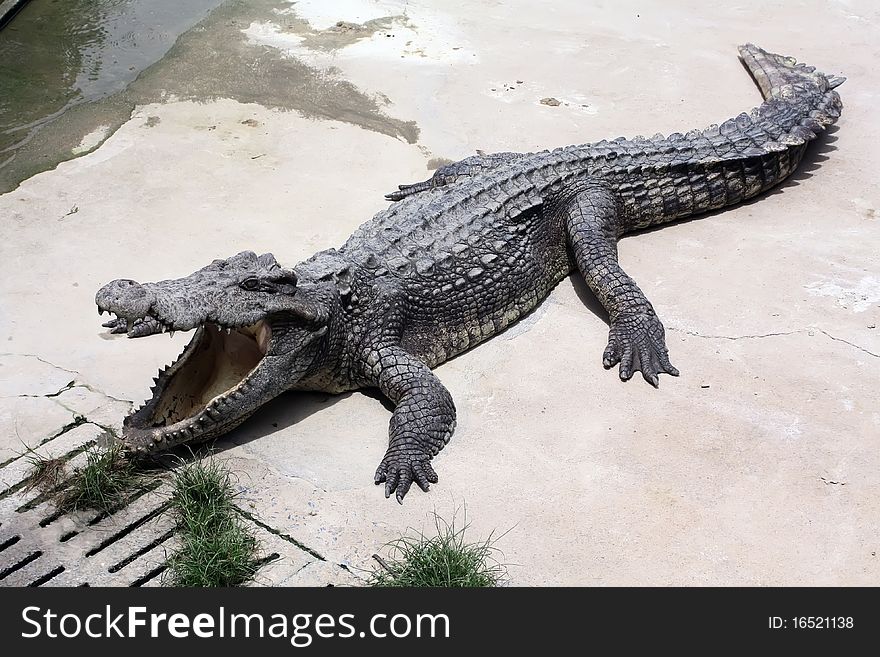 Crocodile Farm