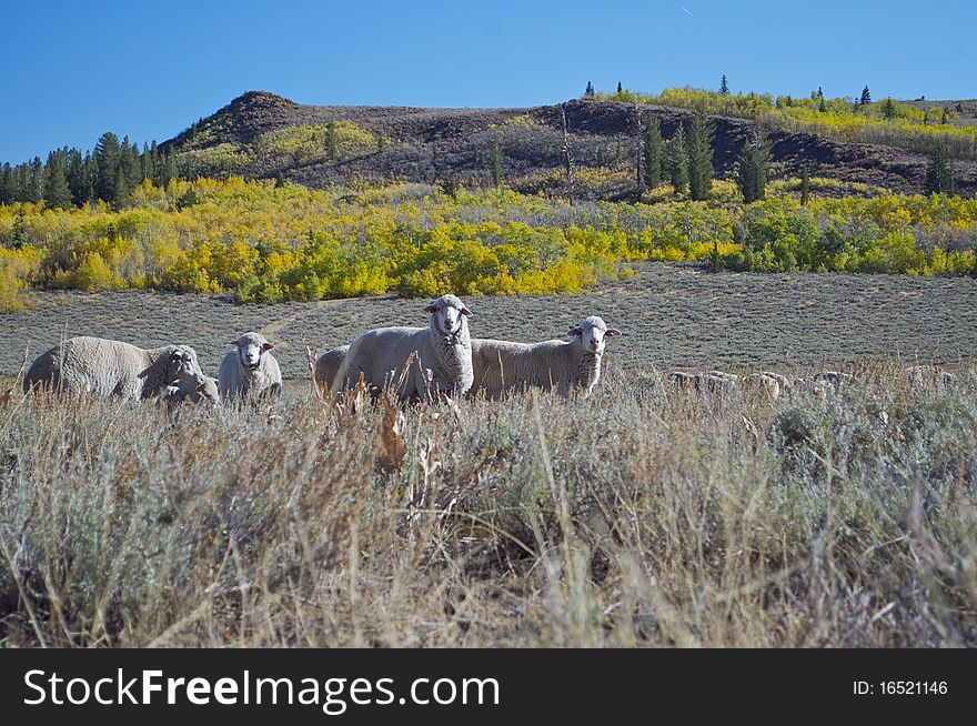 About 300 sheep were grazing in the meadows at 8400' elevation at Monitor Pass. About 300 sheep were grazing in the meadows at 8400' elevation at Monitor Pass