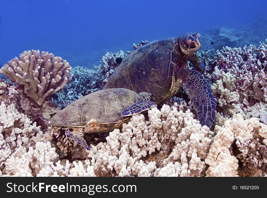 Two green sea turtles on a bed of coral. Two green sea turtles on a bed of coral