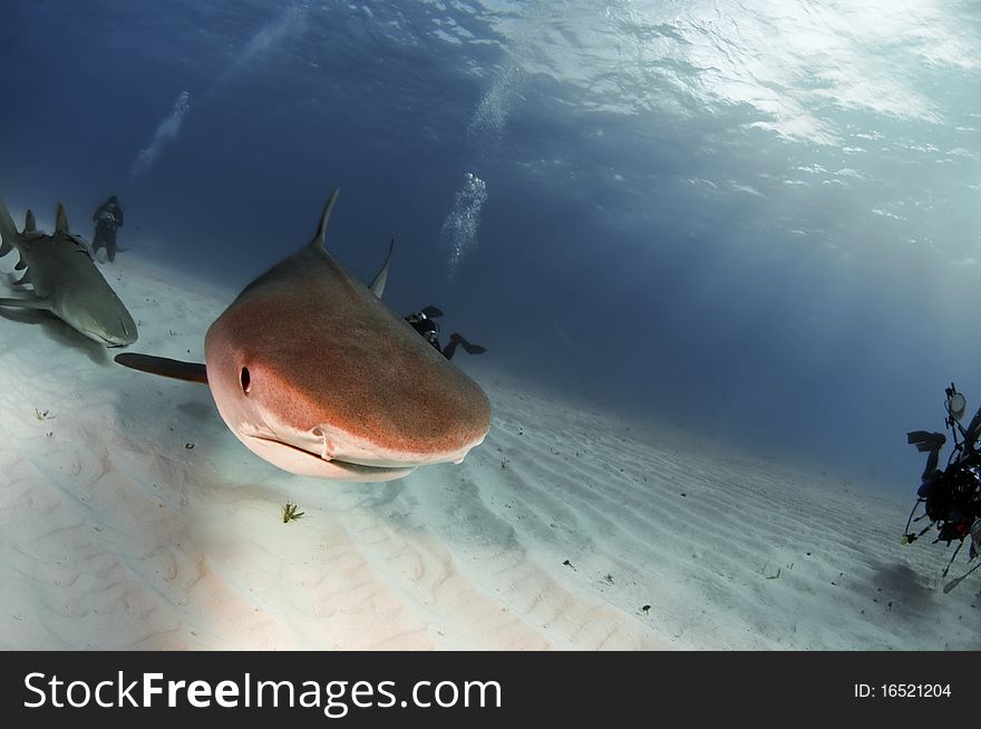 A tiger shark making a close pass in the Bahamas