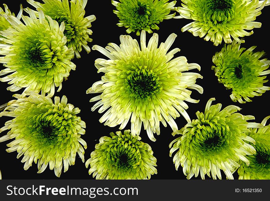 The green chrysanthemums open a black background