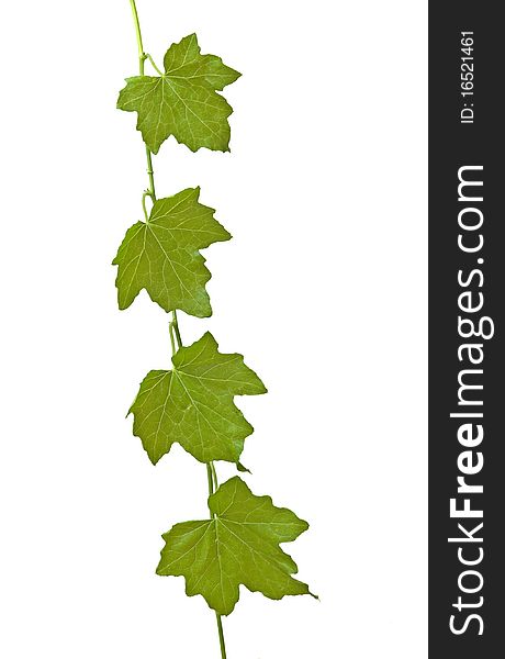 Vine isolated on white background