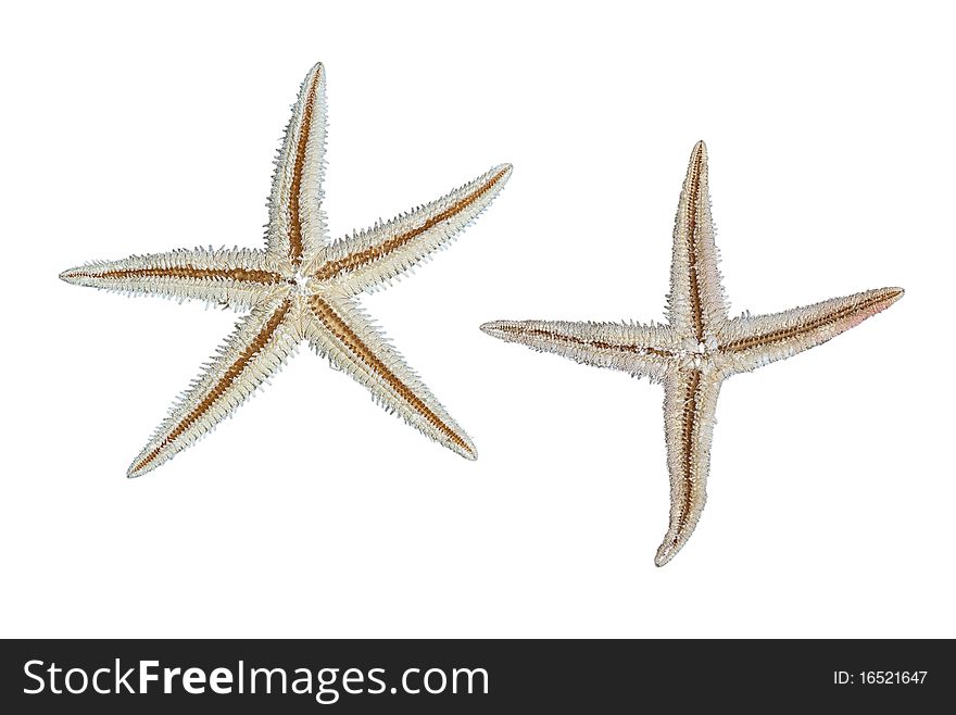 Close up of two starfishes. Close up of two starfishes