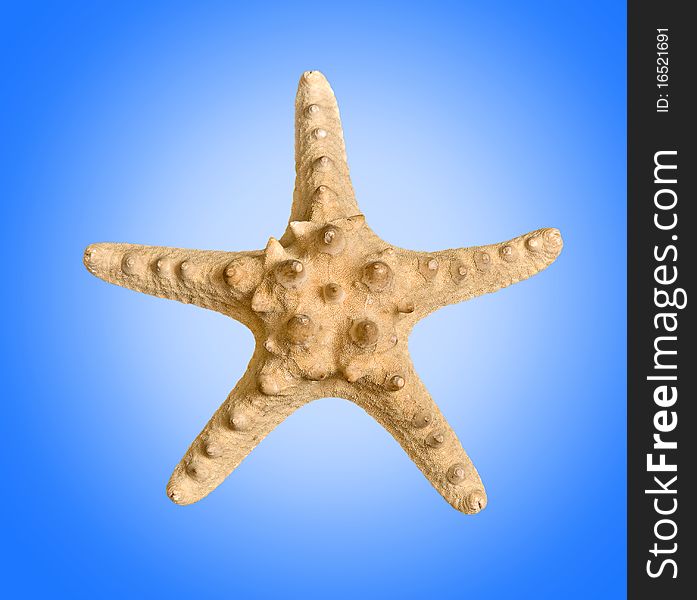 Close up of starfish