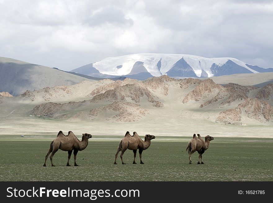 Camels in Gobi desert, Mongolia