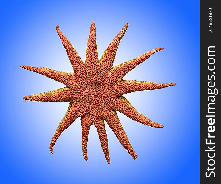 Close up of red starfish