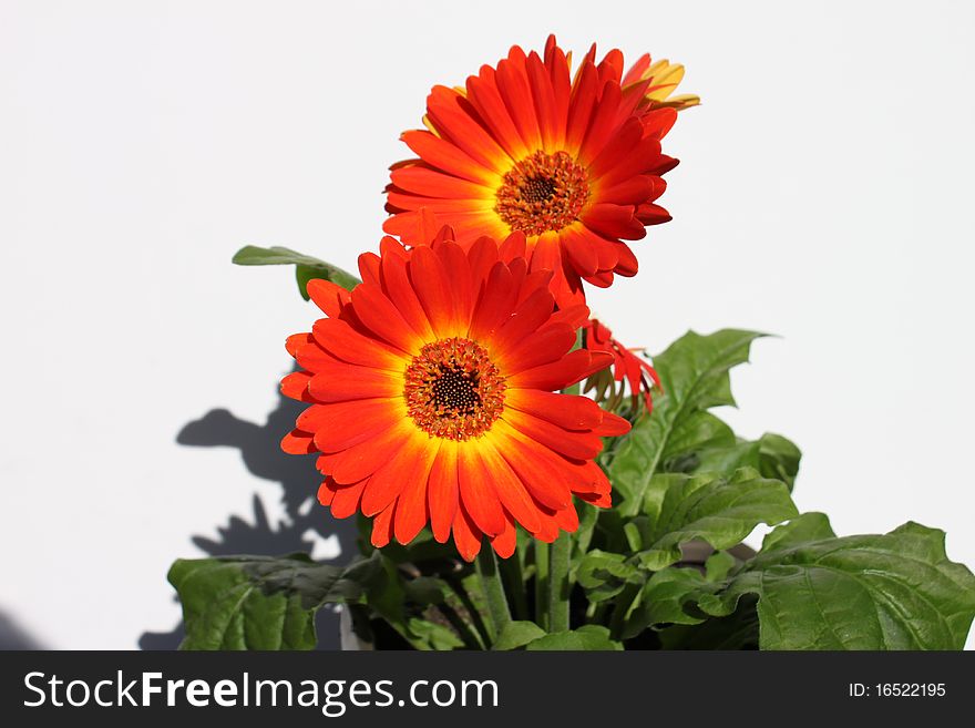 Orange and Yellow Gerbera in home garden