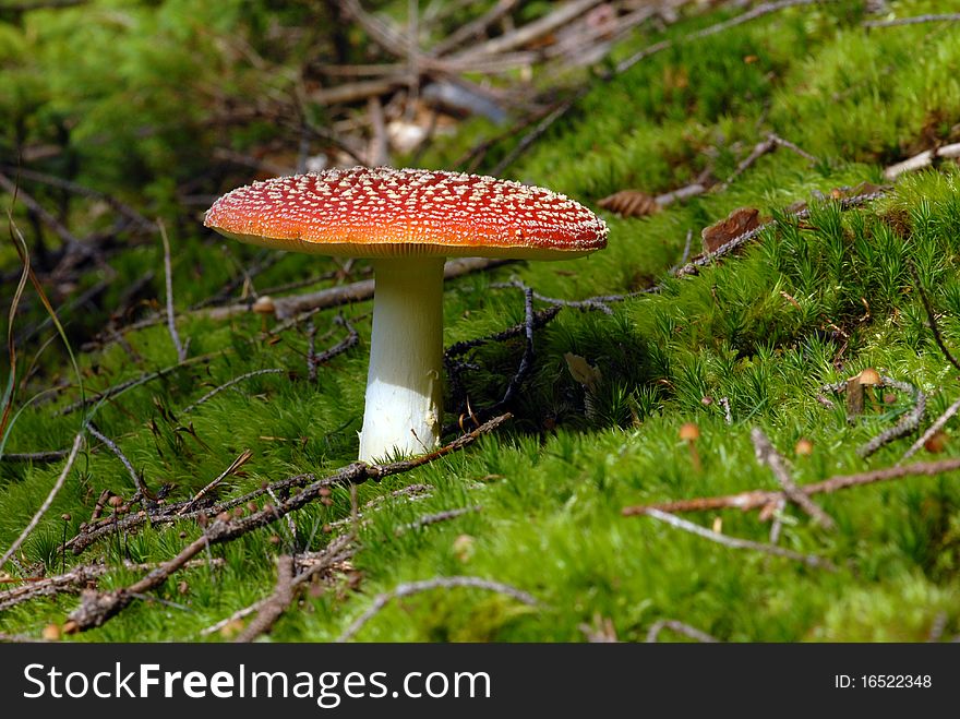 Fly mushroom Amanita muscaria colors of autumn