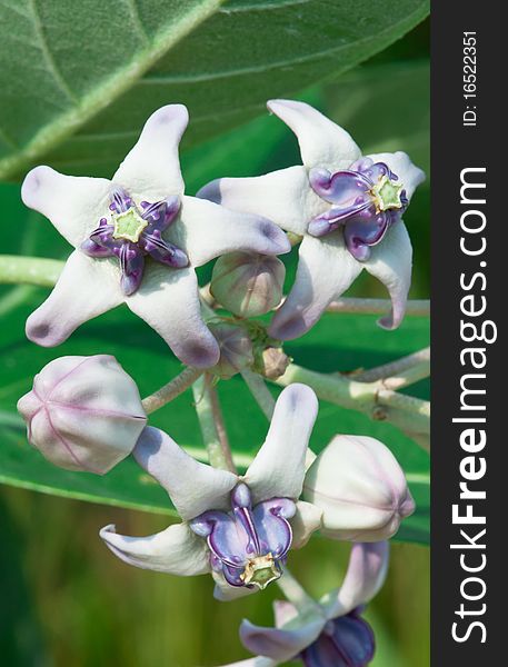 A Portrait of Giant Milkweed Flowers