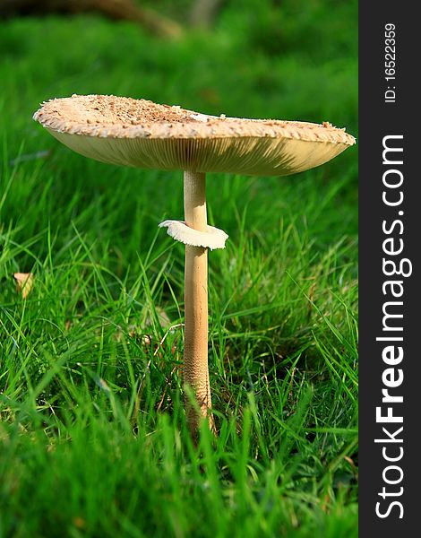 Image of a mushroom in the park. Image of a mushroom in the park