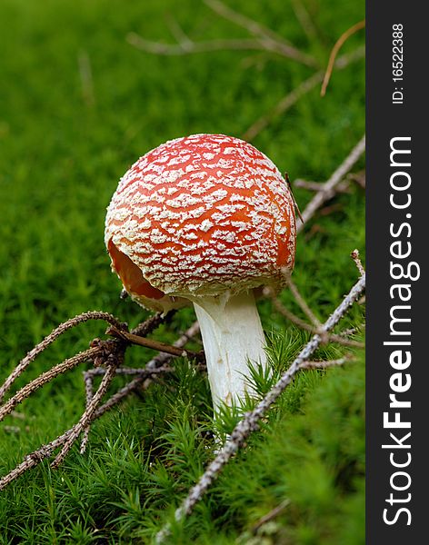 Young Fly Mushroom Amanita Muscaria