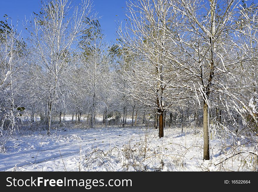 Cold winter, the white poplar above was covered with snow. Cold winter, the white poplar above was covered with snow