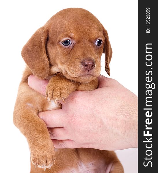 Small purebred beautiful puppy dachshund in the hands of a man. Small purebred beautiful puppy dachshund in the hands of a man