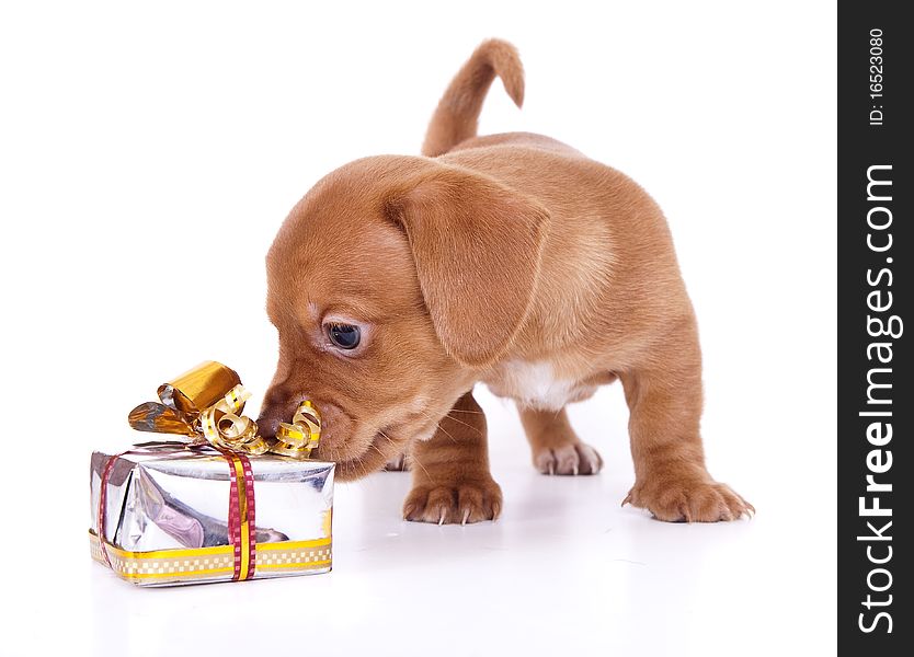 Purebred Puppy Dachshund