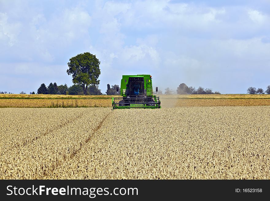 Green harvester in corn fields