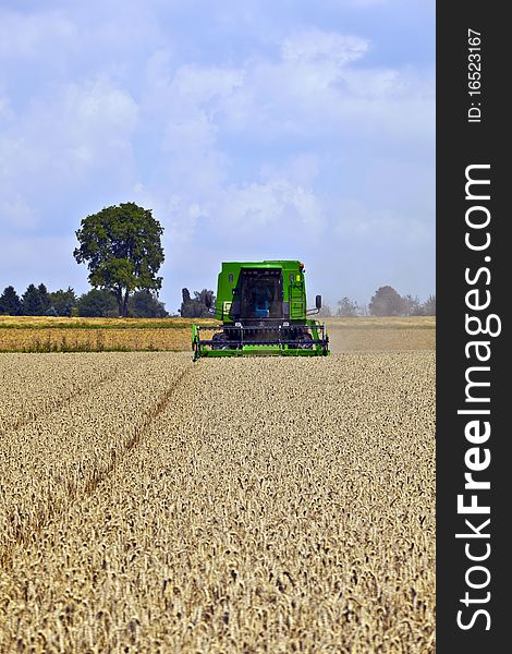 Green harvester in corn fields