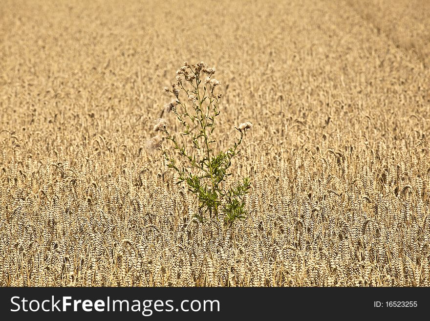 Golden corn fields with corn ready for harvest. Golden corn fields with corn ready for harvest