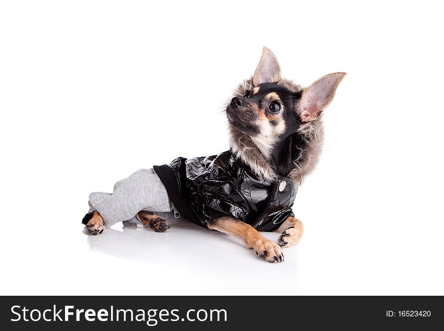 Small dog toy terrier in Jacket with a hood