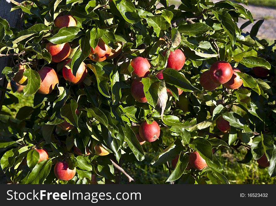 Ripe Apples On A Tree Branch