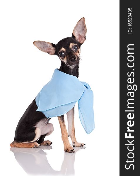 Small Dog Toy Terrier In A Kerchief