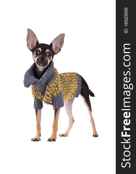 Small dog toy terrier in clothes isolated