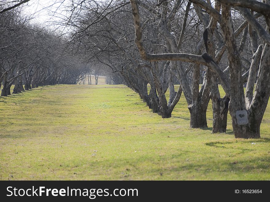 Fall bald branches on a green meadow