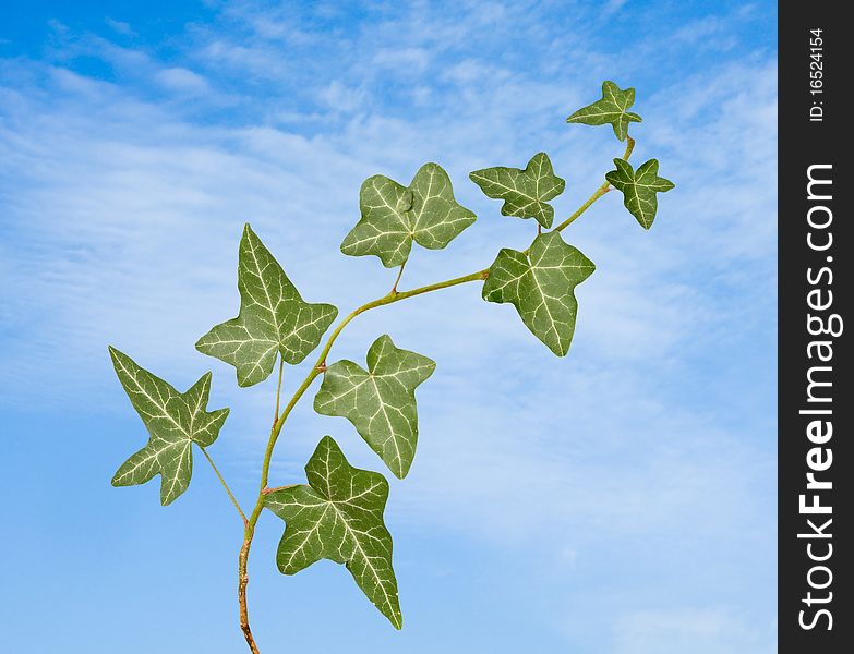 Green ivy on sky background