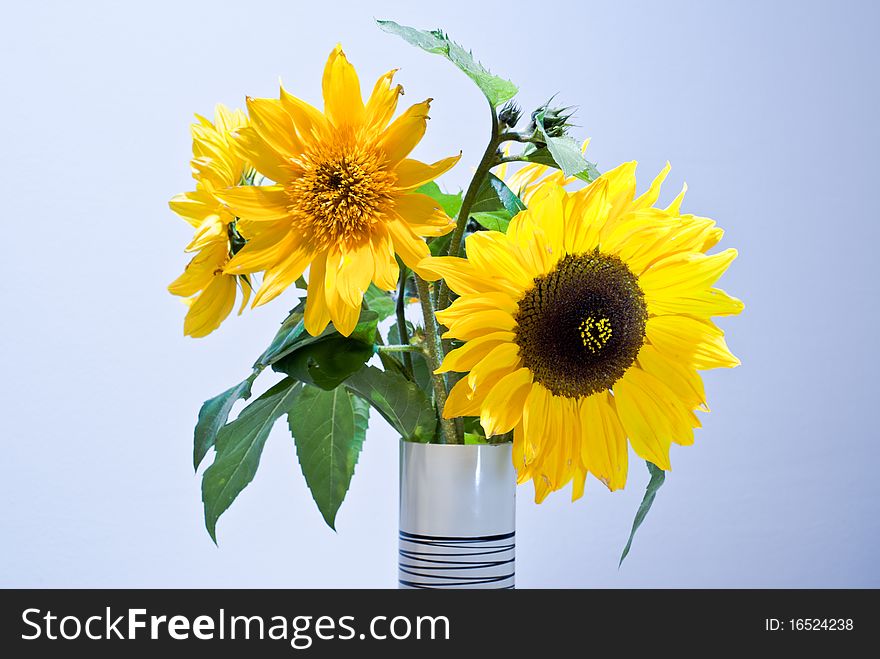 Yellow sunfowers in a white vase