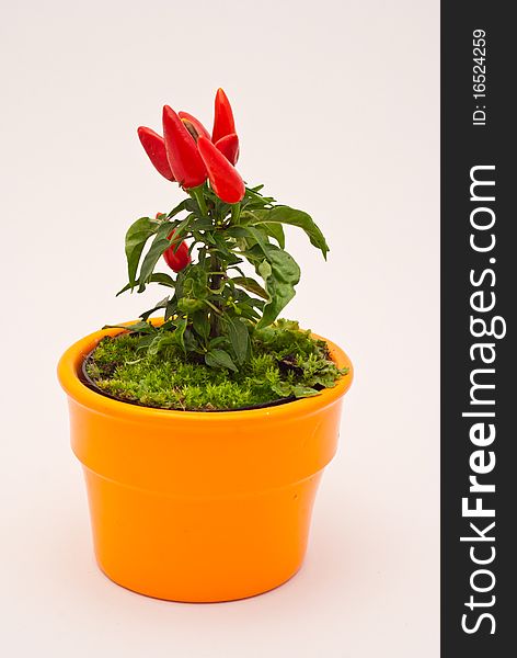 Picture os a small red decorative chilli pepper in an orange pot