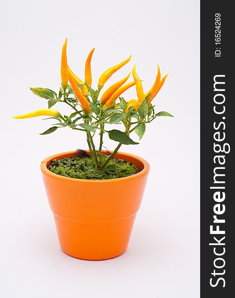Small yellow decorative chili plant in an orange pot