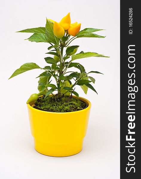 Small yellow decorative peppers in a yellow pot