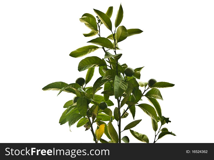 Green immature mandarins on a tree with green leaves. Green immature mandarins on a tree with green leaves