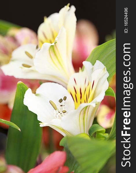 Alstroemeria flowers