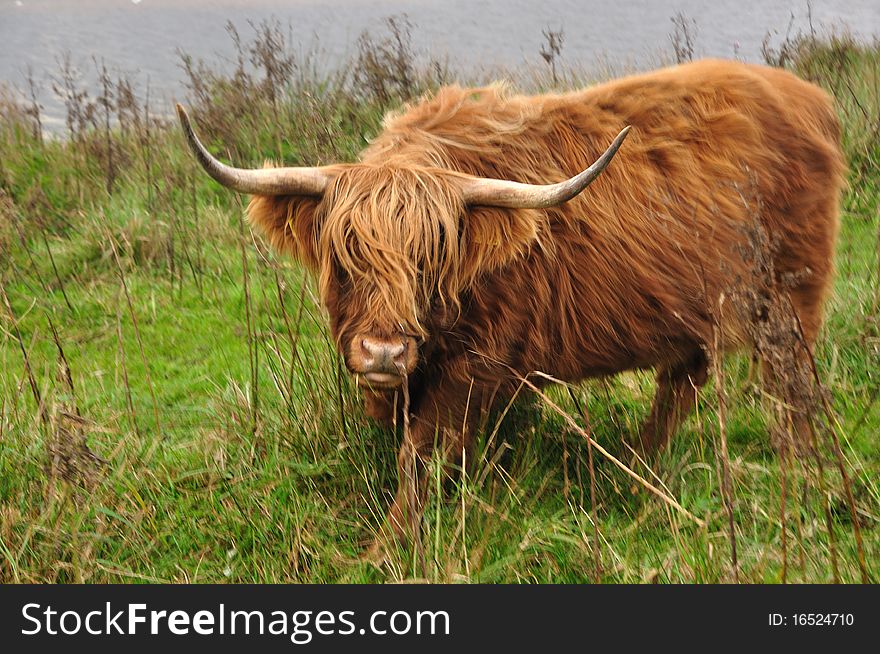 Highland cattle walking near the river