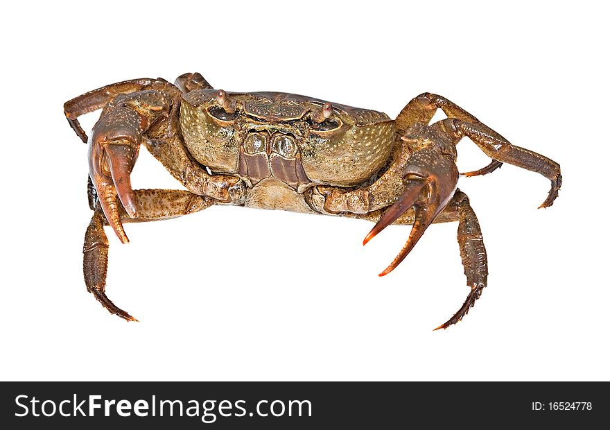 A semi-terrestrial freshwater crab