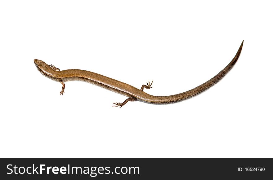 Close up of european copper skink