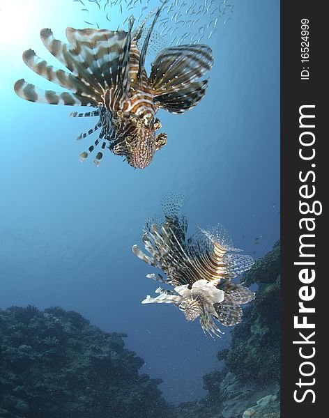 Low angle view of two common lionfish.