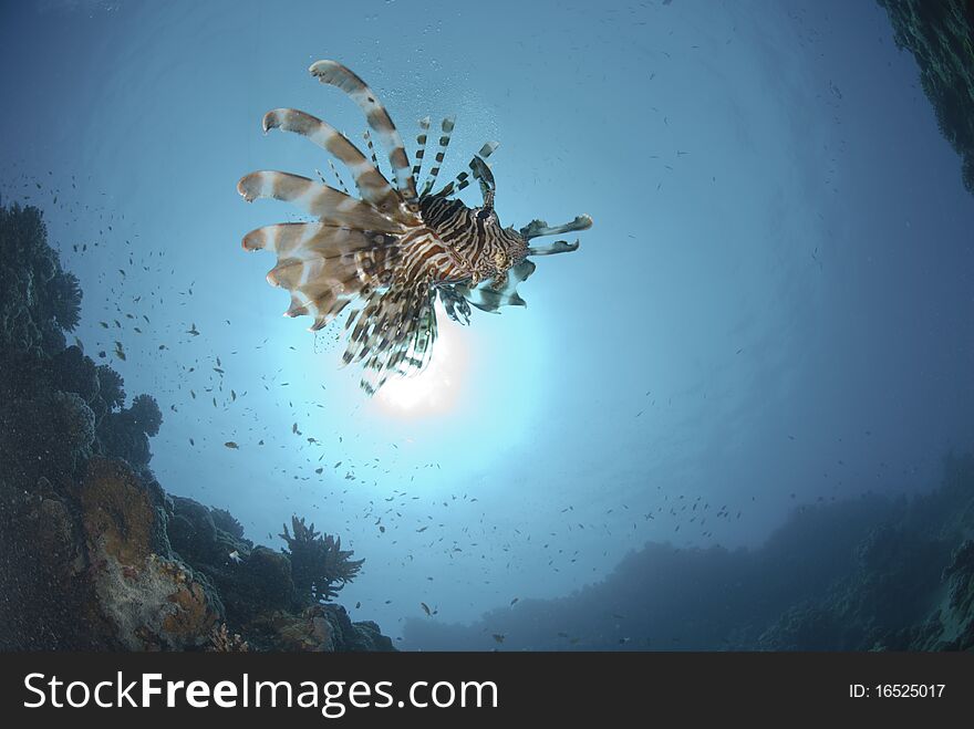 Common Lionfish and sun