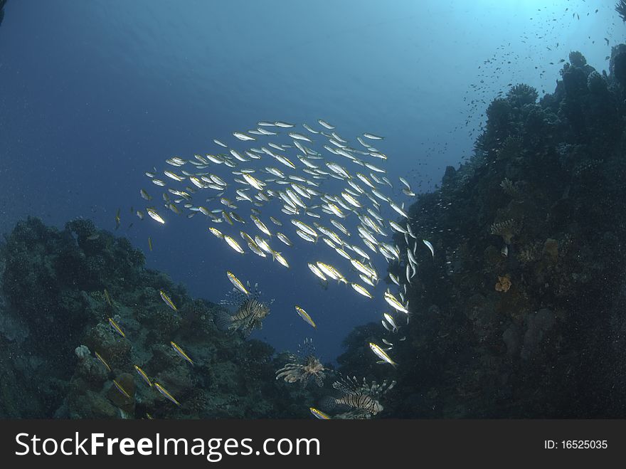 Common Lionfish (Pterois miles), Three adult fish hunting a school of small bait fish Red Sea, Egypt. Common Lionfish (Pterois miles), Three adult fish hunting a school of small bait fish Red Sea, Egypt.