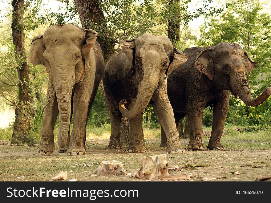 Indian elephants in the wild