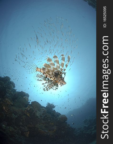 Common Lionfish (Pterois miles), swimming underneath a school of small bait fish Red Sea, Egypt. Common Lionfish (Pterois miles), swimming underneath a school of small bait fish Red Sea, Egypt.