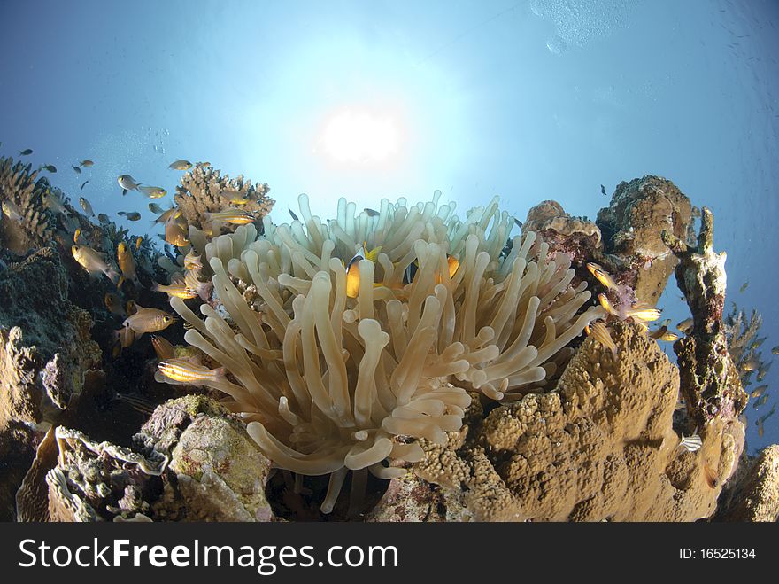 Red Sea anemonefish (Amphiprion bicinctus) hiding in their host bubble anemone. Red Sea, Egypt.