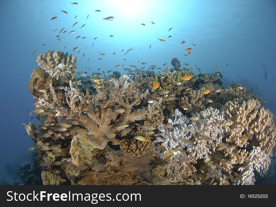 Tropical Hard and soft coral reef and fish. Tropical Hard and soft coral reef and fish