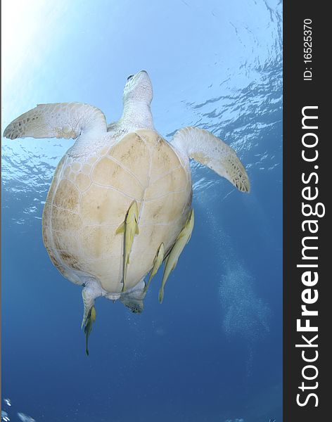 Green turtle swimming towards the ocean surface.