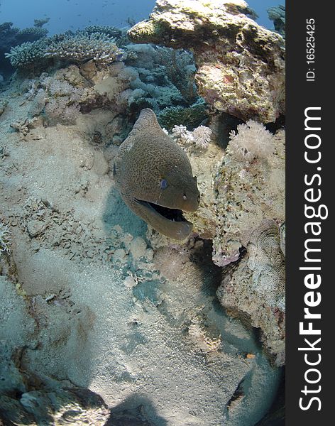 Giant moray eel looks into the camera