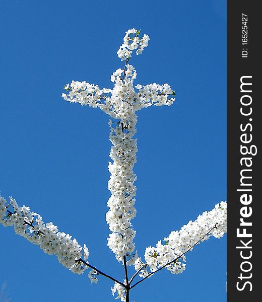 Branch of the White Cherry Blossoms in the form of cross in Tysons Corner near Washington DC, USA. Branch of the White Cherry Blossoms in the form of cross in Tysons Corner near Washington DC, USA